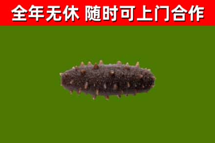 牡丹江烟酒回收干海参.jpg